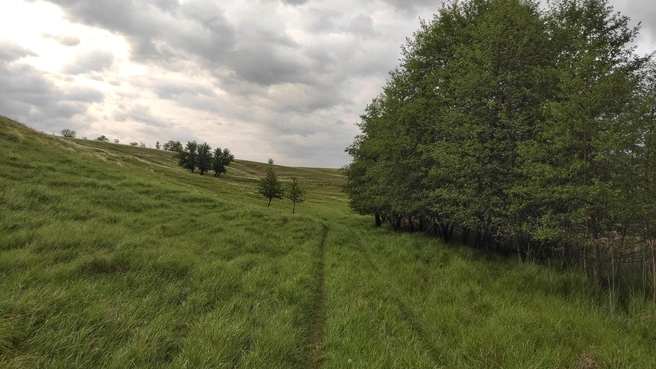 Сейчас бы в лес, на природу… | Источник: Ирина Голоколенова