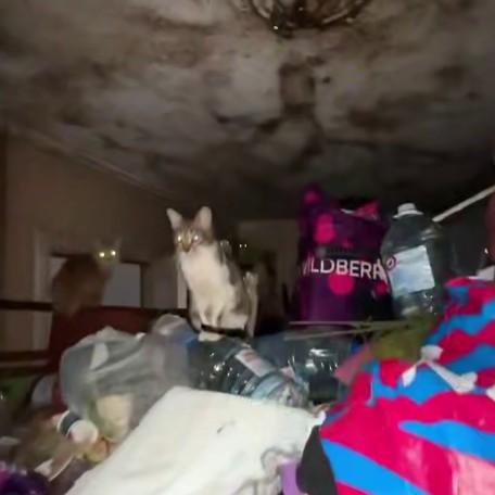 Мусор сыпется с порога, повсюду личинки и оголодавшие кошки: москвичка завалила трешку помоями и взбирается по ним, как паук