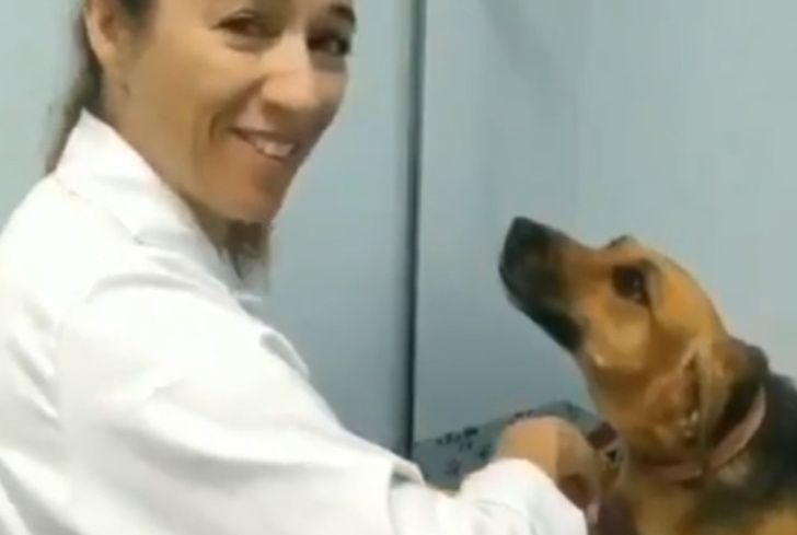 Фото №1 - Терпеливая собака на приеме у ветеринара умилила Интернет (видео)