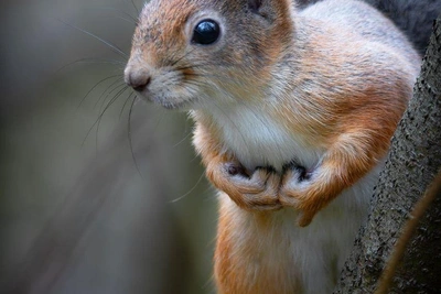 В Петербурге отмечают День угощения птиц и белок