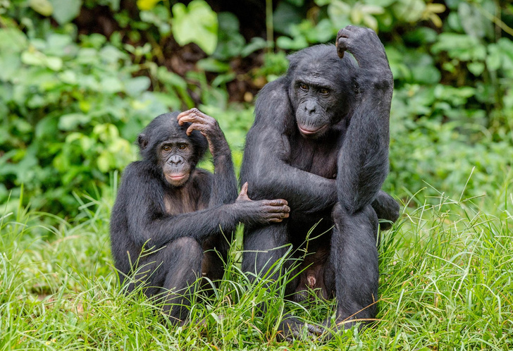 Все как у людей: шимпанзе научились предсказывать будущее