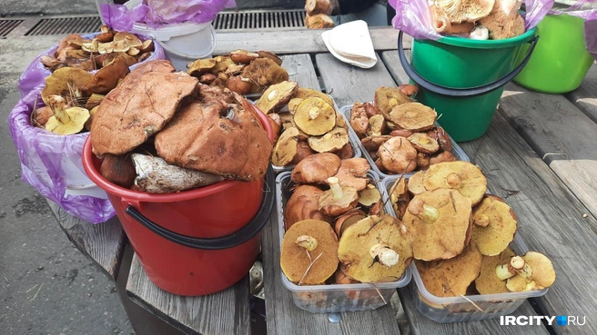 Но выбор невелик | Источник: Виктор Лучкин / «ИрСити»