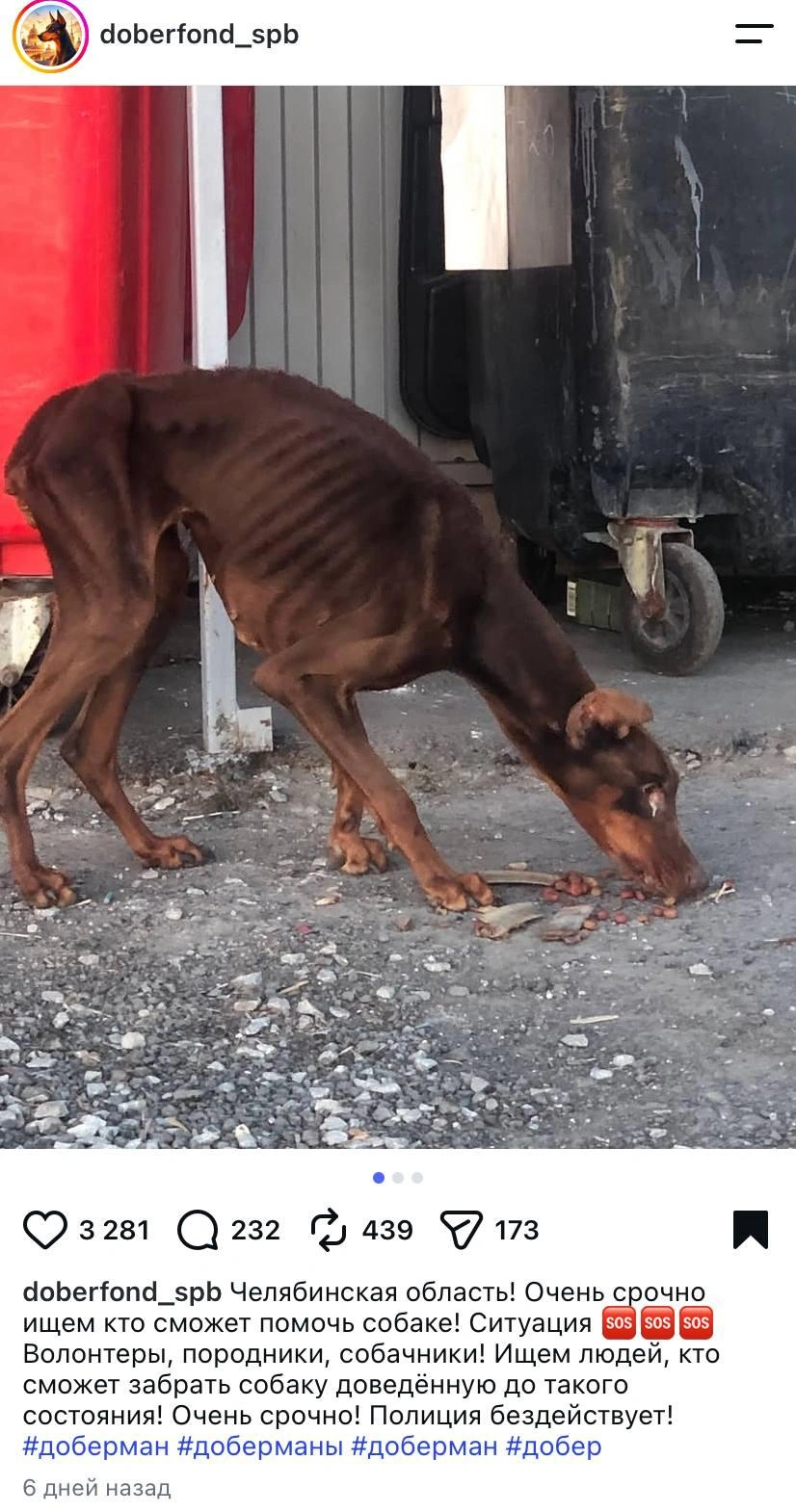 Девушка откликнулась на просьбу волонтеров | Источник: doberfond_spb / Instagram (экстремистская организация, деятельность запрещена на территории РФ)