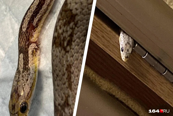 Тот самый раненный при побеге полоз | Источник: Волонтеры «Дикого Леса» / Telegram
