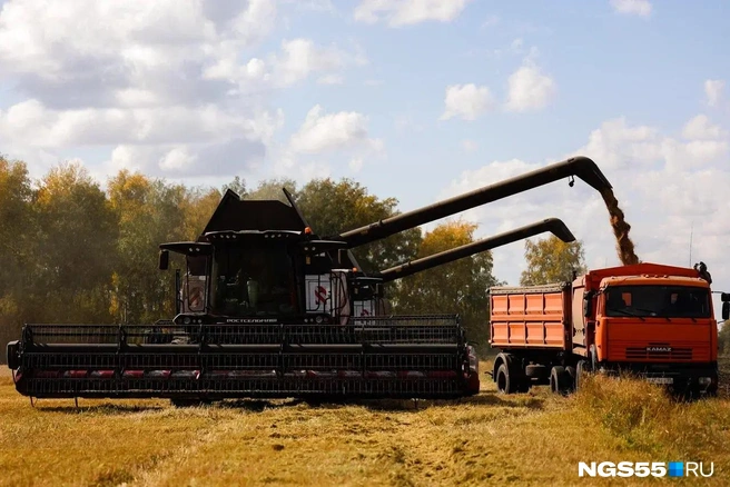 Зерна много, а куда его девать, никто не знает | Источник: Евгений Софийчук / NGS55.RU 