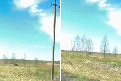 Медведь выбежал на дорогу в Ярославской области: видео