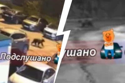 Медведь в Брагине: видео и советы властей