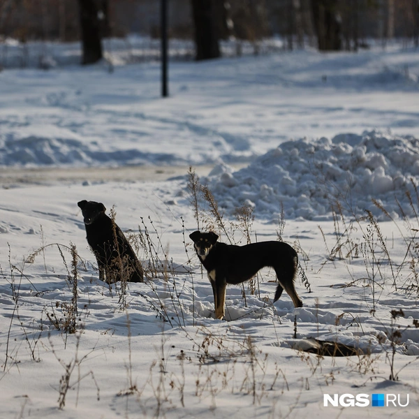 Местных пугают бродячие собаки, которых подкармливают жители частного сектора | Источник: Александр Ощепков / NGS.RU