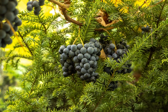 Особенно много антиоксидантов в темных сортах винограда | Источник: Михаил Огнев / Fontanka.ru