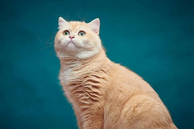 В Барнауле за 200 тысяч продают титулованного котенка