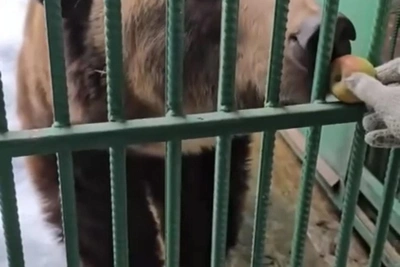 Медведь Винни вышел из берлоги в заповеднике, чтобы поесть