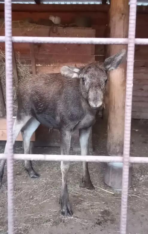 Лосенка спасли недалеко от села Фирсово у Барнаула