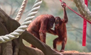 Орангутана Джелая из Московского зоопарка вылечили от пневмонии, на время разлучив с мамой