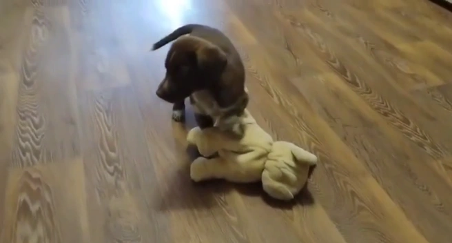 Малыш освоился в новых апартаментах  | Источник: newsomsk.ru