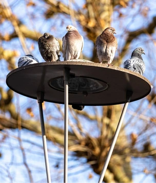 Как отпугнуть голубей с балкона: советы, которые работают