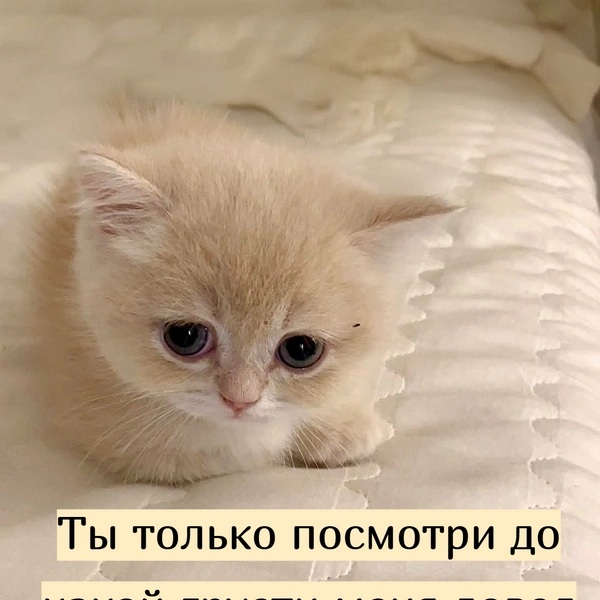 Источник: Социальные сети