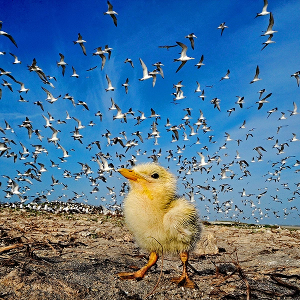Источник: Lalith Ekanayake / BigPicture 2015
