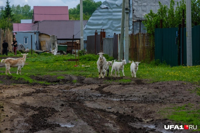 Козы на Козарезе | Источник: Булат Салихов / UFA1.RU