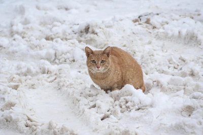 Severe frosts to hit Nizhny Novgorod