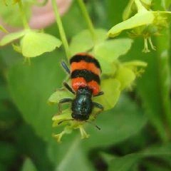 С 3 по 5 июля прогнозируется жёлтый уровень погодной опасности | Источник: www.city-n.ru