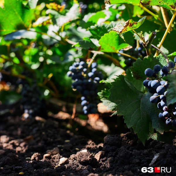 Источник: Роман Данилкин / 63.RU