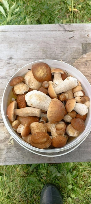 Они будто из мультика про лесных жителей | Источник: читатель NGS24.RU 