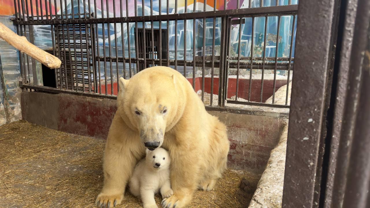 В Пермском зоопарке родился белый медвежонок: первые фото и видео малыша