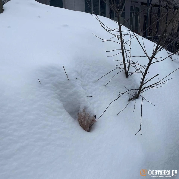 Источник: читательница «Фонтанки» Мария