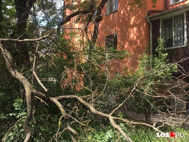 Поломанные снегопадом деревья лежат у домов с февраля | Источник: Наталья Гончарова