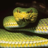 Вовсе даже не гибрид: внешнее сходство найденных в Мьянме куфий с другими ядовитыми змеями оказалось обманчивым