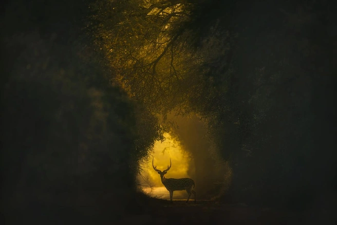 Источник: Fine Art Photography Awards 2026