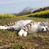 userpic__Алена Летникова