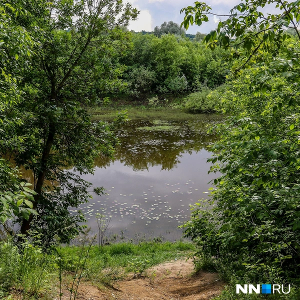 Из леса есть выход к небольшой речке | Источник: Наталья Бурухина / NN.RU