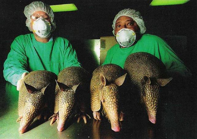 Рабочий скот науки: как лабораторные животные спасают жизни людей