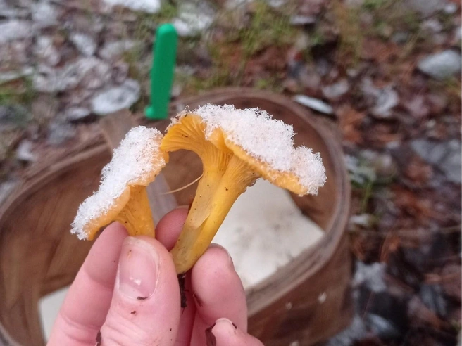 «Подснежные лисички» найдены в декабре | Источник: Татьяна Алексеевна, «Грибы Ярославской области» / Vk.com