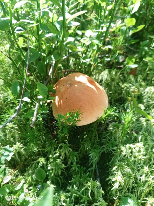 По словам ярославны Олеси, это единственный гриб, который ей удалось найти во время прогулки | Источник: Олеся Черкасова, Грибы Ярославской области / Vk.com