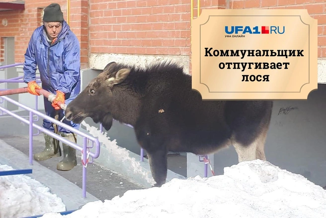 Источник: Тимур Шарипкулов, Дмитрий Гладышев/74.ru