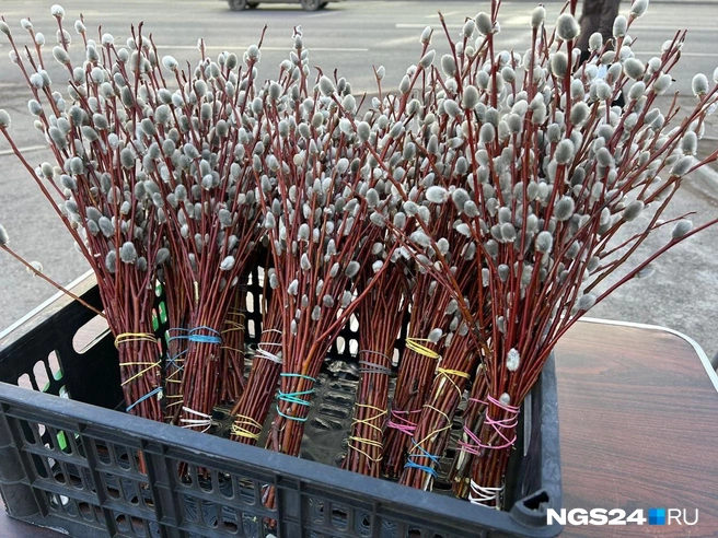 Вербу нельзя ставить в воду | Источник: Алексей Тайганавт / NGS24.RU