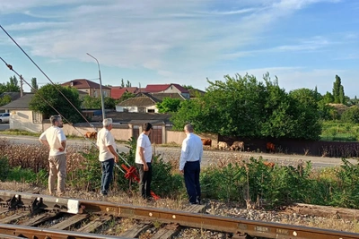 В Шамхале проверили выпас скота у железной дороги