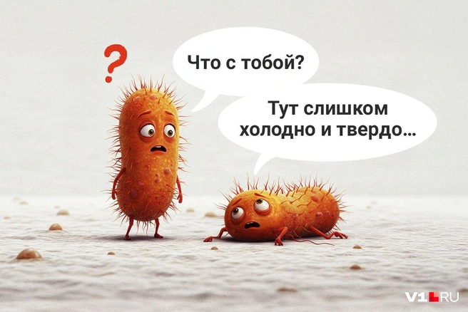 Ободок унитаза&nbsp;— неблагоприятная среда для жизни большинства бактерий и вирусов | Источник: Полина Авдошина / Городские медиа