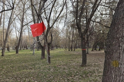 В ЦПКиО Кургана деревья помечены красной лентой