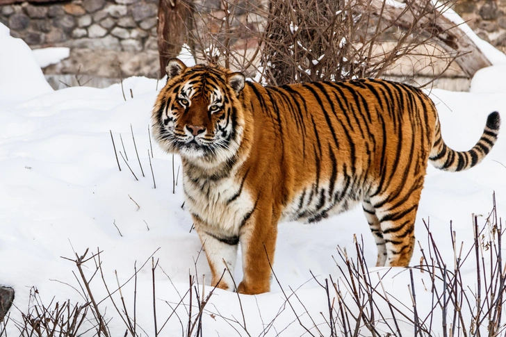 Амурский тигр зимой, архивное фото | Источник: Shutterstock/Fotodom.ru