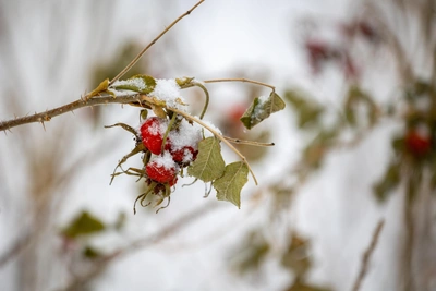 В Свердловскую область вернется холод и снег