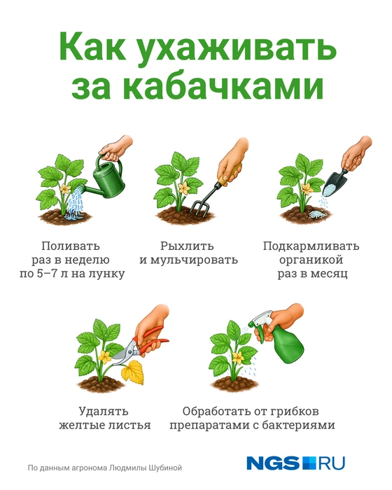 Важные правила ухода за кабачками | Источник: Юрий Орлов / Городские медиа