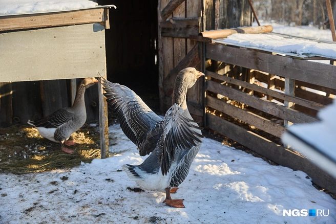 Сразу видно, кто здесь главный  | Источник: Александр Ощепков / NGS.RU 