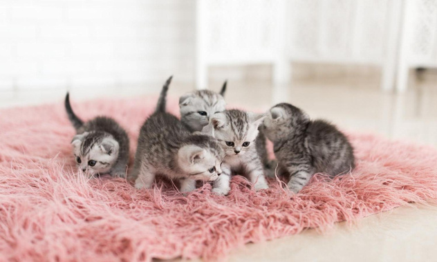 Ветеринар Федосеева объяснила, надо ли собакам и кошкам рожать «для здоровья»