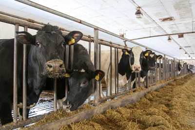 Башкирия: откуда молоко, если коров не видно на лугах