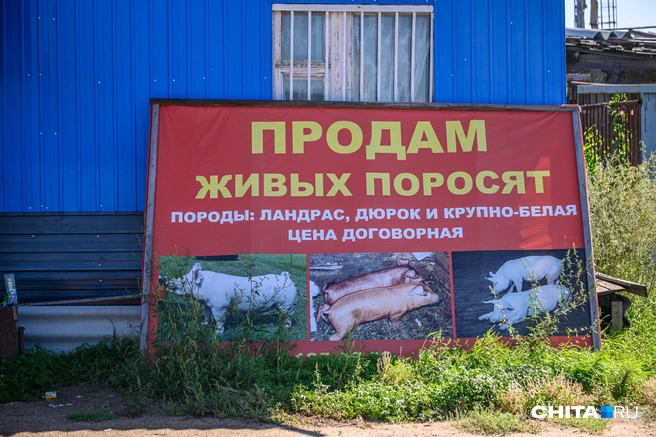 «Мы их вытаскиваем, а они назад бегут». Что происходило во время ночного пожара на свинокомплексе под Читой | Источник: Олег Федоров / CHITA.RU