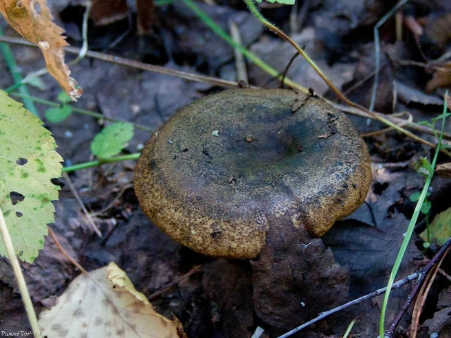 Гриб требует предварительной обработки | Источник: mycology.su