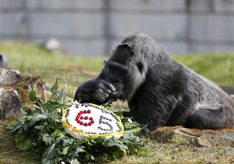 Старейшая в мире горилла отметила 65-летие